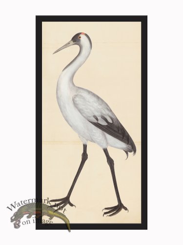 (image for) Rudbeck CFA_BF 302 Sand Hill Crane