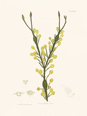 Bradbury Seaweed 139