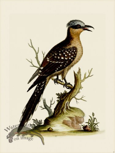 (image for) Edwards 057 Great Spotted Cuckow