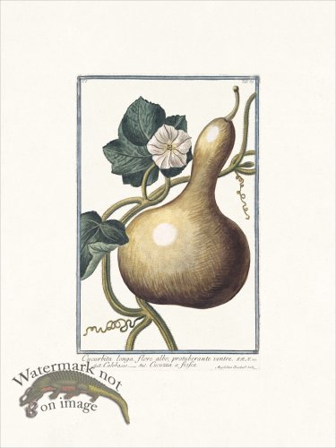 (image for) Bonelli 069 Bottle gourd