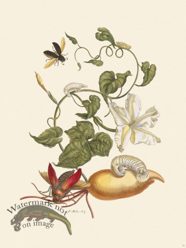 (image for) Merian Metamorphosis 50