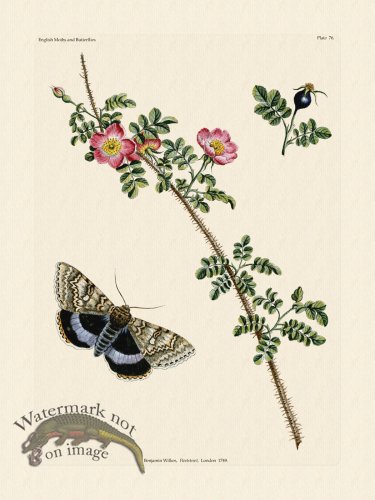 (image for) Wilkes Butterflies 076