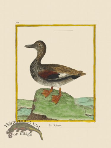 (image for) Martinet Bird 958