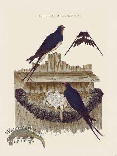 (image for) Nozeman Bird 161