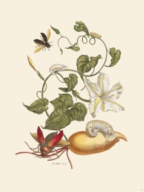 Merian Metamorphosis 50