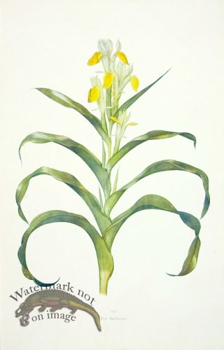 (image for) Dykes Iris 05