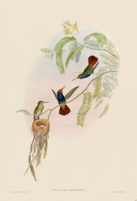 Gould Hummingbird 342