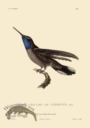 (image for) Humming Bird 80