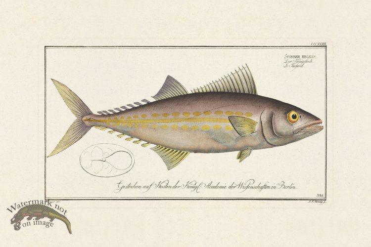 (image for) BLOCH FISH 333