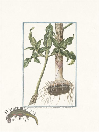 (image for) Bonelli 177 Serpentaire