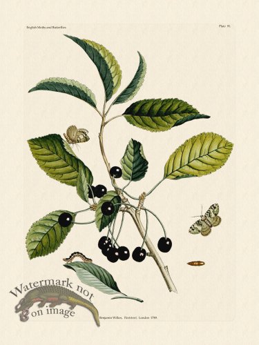 (image for) Wilkes Butterflies 091