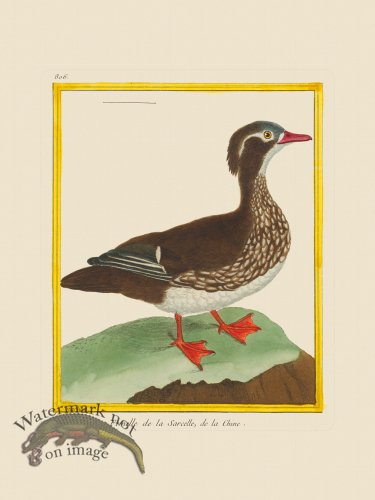 (image for) Martinet Bird 806