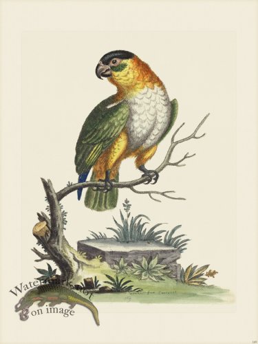 (image for) Edwards 169 White-breast Parrot