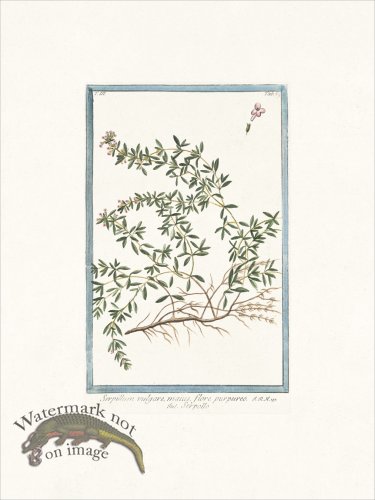 (image for) Bonelli 269 Wild Thyme