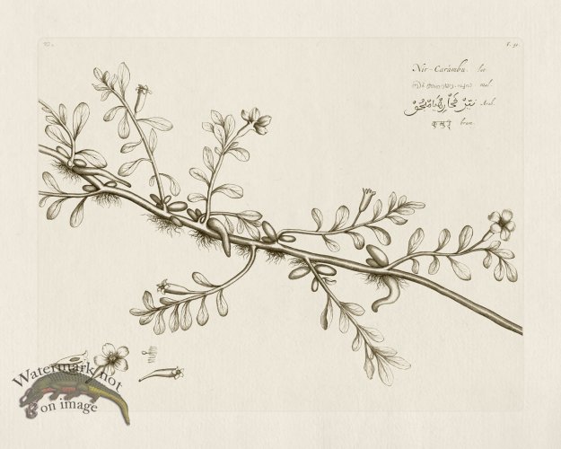 (image for) HORTUS VOL 02 51