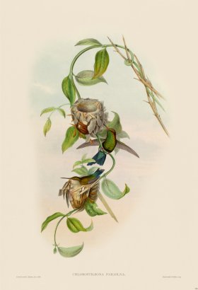 Gould Hummingbird 355