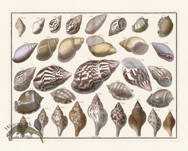 (image for) Seba B2 071 Shells