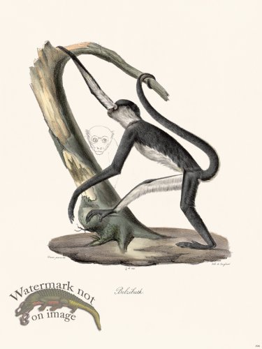 (image for) Cuvier 398 Beelzebub