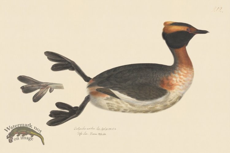 (image for) Rudbeck CFA 212 Horned Grebe