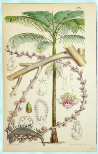 (image for) Curtis Palms 06