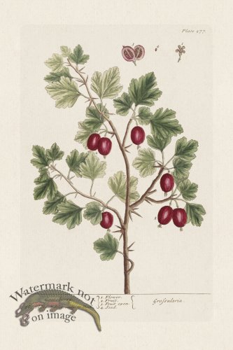 (image for) BEE 277 Gooseberry