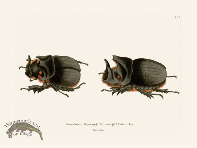 (image for) 131 Beetle Midas