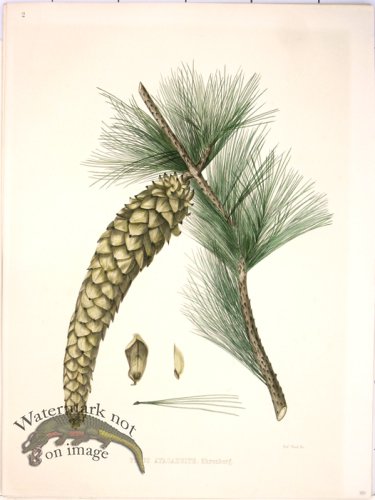 (image for) Lawson Pine Cone 21