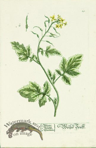 (image for) Blackwell German 103