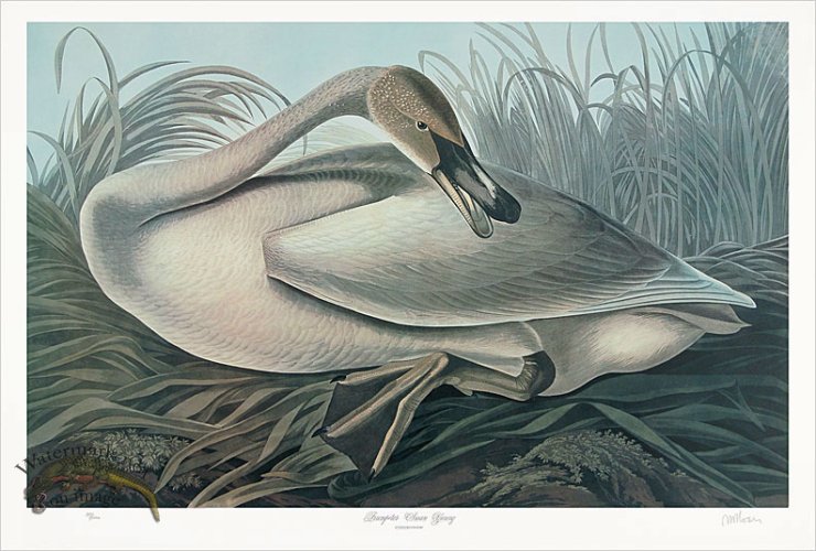 Young Trumpeter Swan
