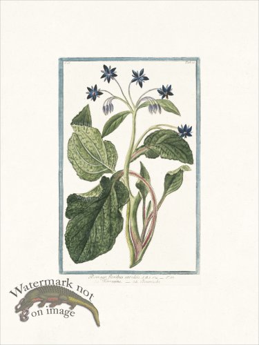 (image for) Bonelli 120 Burros