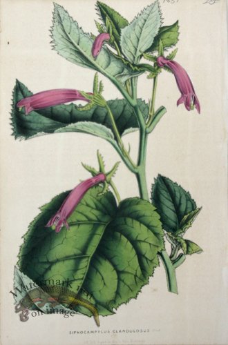 (image for) Houtteano_Bot_009