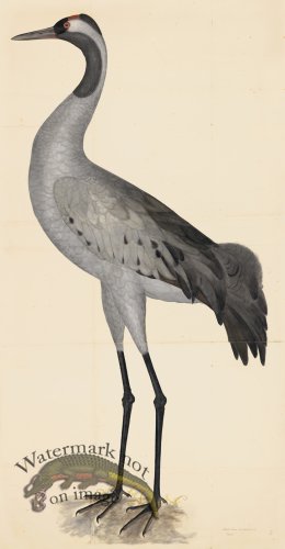 COMMON CRANE PL 2