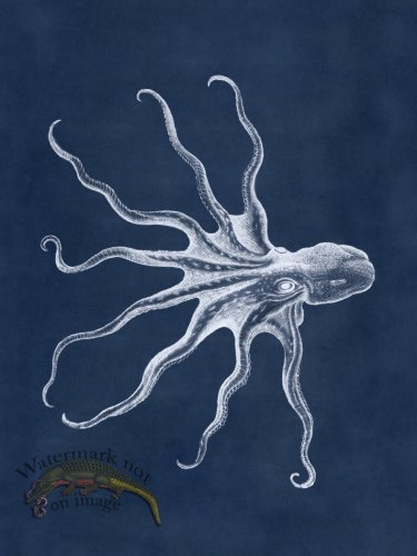 (image for) Octopus Blue 29