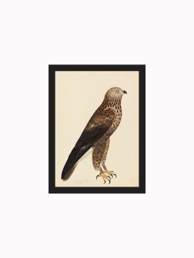 Rudbeck CFA_BF 14 Rough Legged