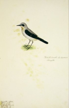 65 Swedish Birds . Motacilla Oenanthe, Northern Wheatear