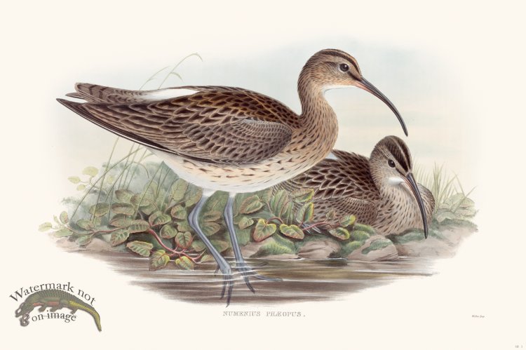 (image for) Gould Shore Bird 001