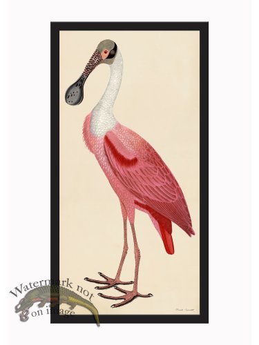 (image for) Rudbeck CFA_BF 39 Roseate Spoonbill