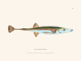043 Fifteen Spined Stickleback