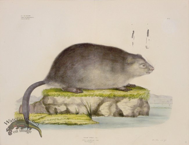 (image for) Goldfuss Muskrat