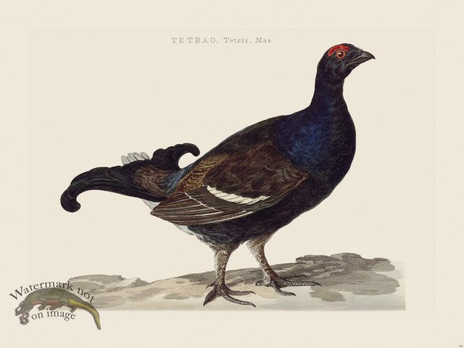 (image for) Nozeman Bird 119