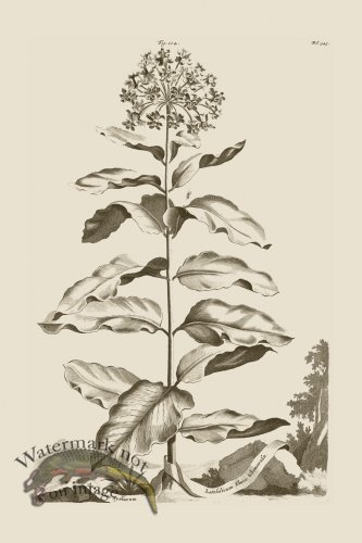 (image for) Abraham Munting 104