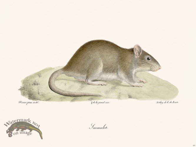 (image for) Cuvier 307 Norway Rat