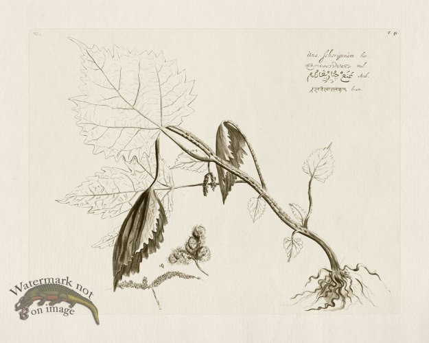 (image for) HORTUS VOL 02 41