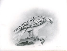 Bird 36 GREENLAND FALCON