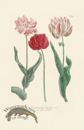 (image for) Weinmann Pl 985