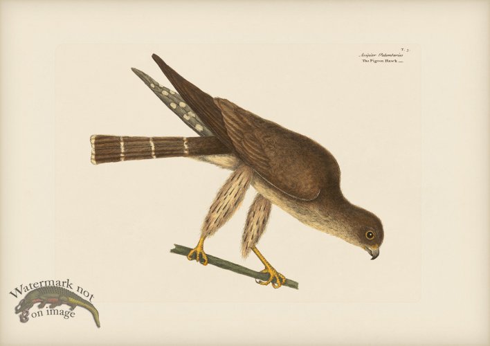 (image for) 003 Piegon Hawk