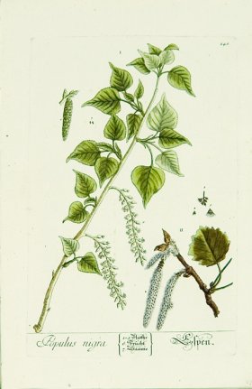 Blackwell German 114