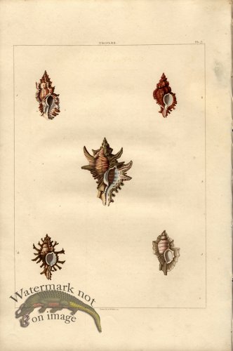 (image for) Perry pl 7