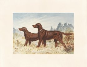 Pope Dog 14 Champion Red Irish Setters