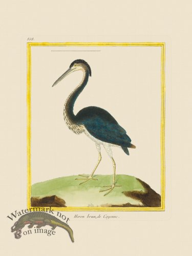 (image for) Martinet Bird 858